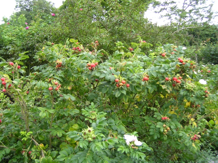 a bunch of fruit on a tree in a forest