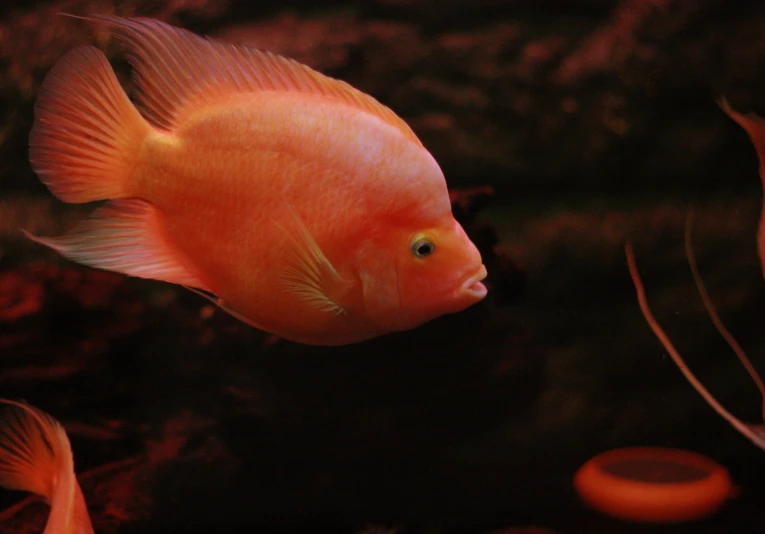 a orange fish with a green eyes and yellow nose