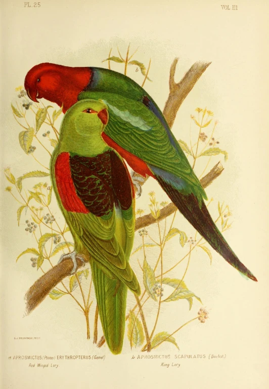 two green birds with red beaks sitting on nches