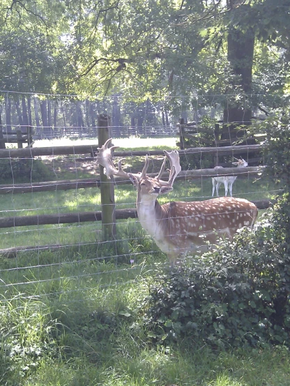 deer in fenced area in grassy area with woods