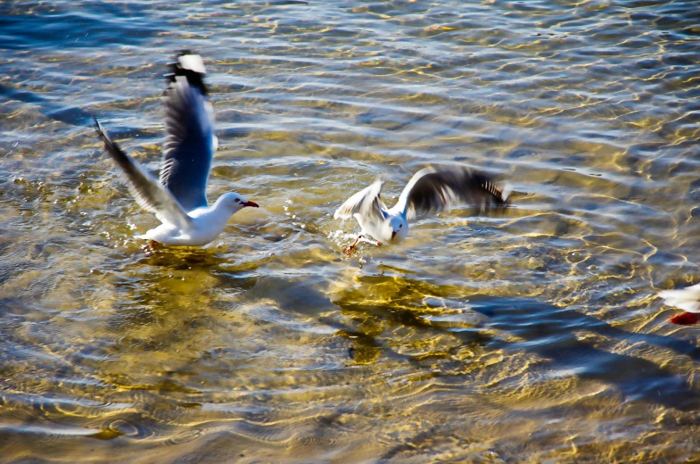 a couple of birds are standing in the water