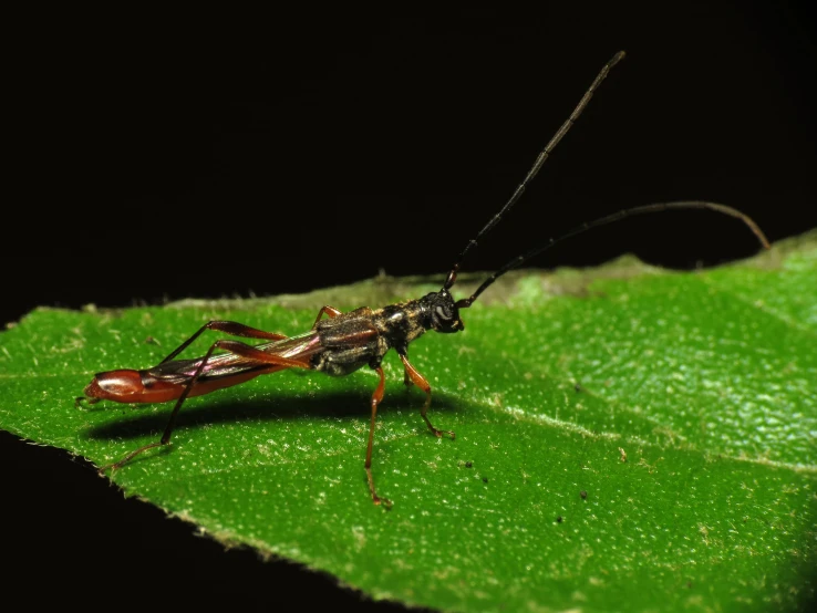 this is a picture of an insect on a green leaf