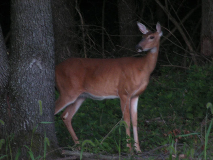 a deer standing in the grass near trees