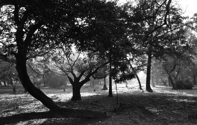 the empty field is surrounded by the trees