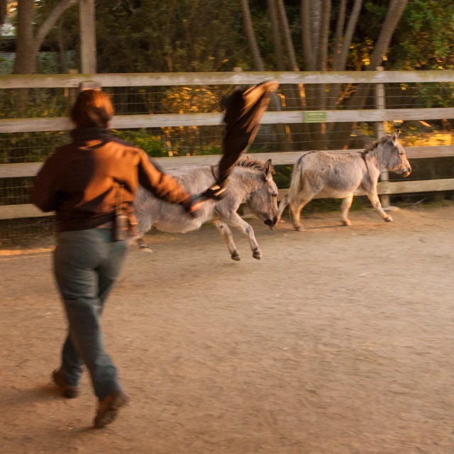 a woman in blue jeans and an orange jacket runs next to donkeys