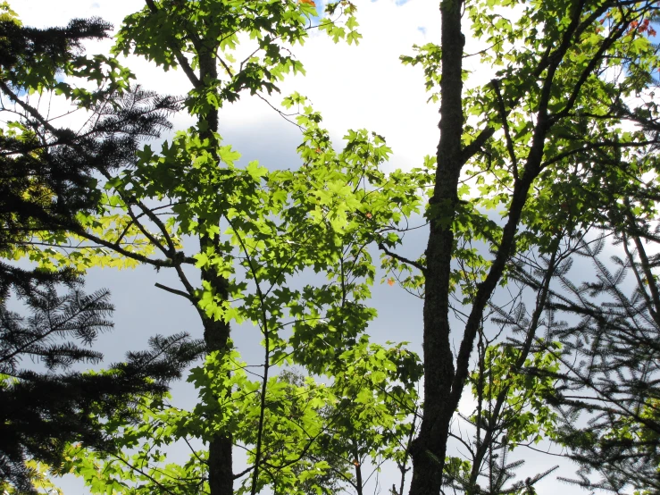 some trees are next to each other with the sky in the background