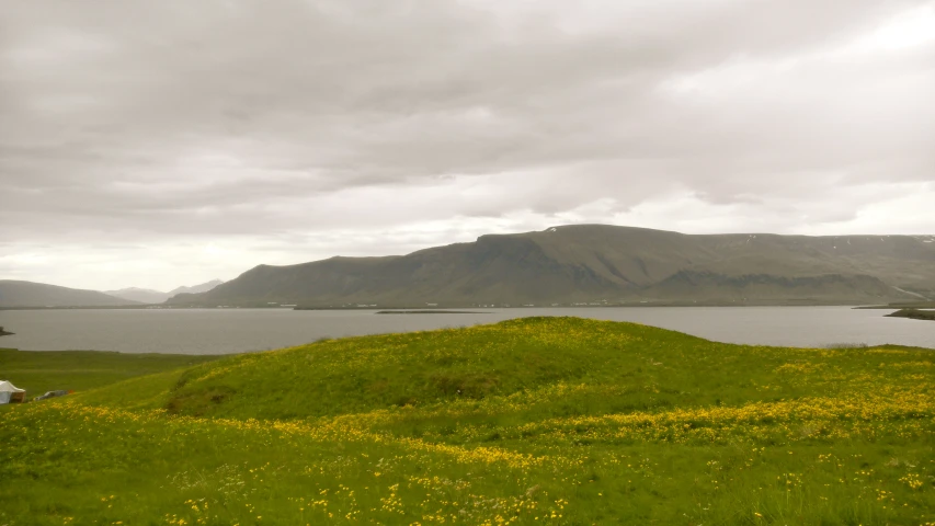 cows graze in a field near a lake with mountains in the distance