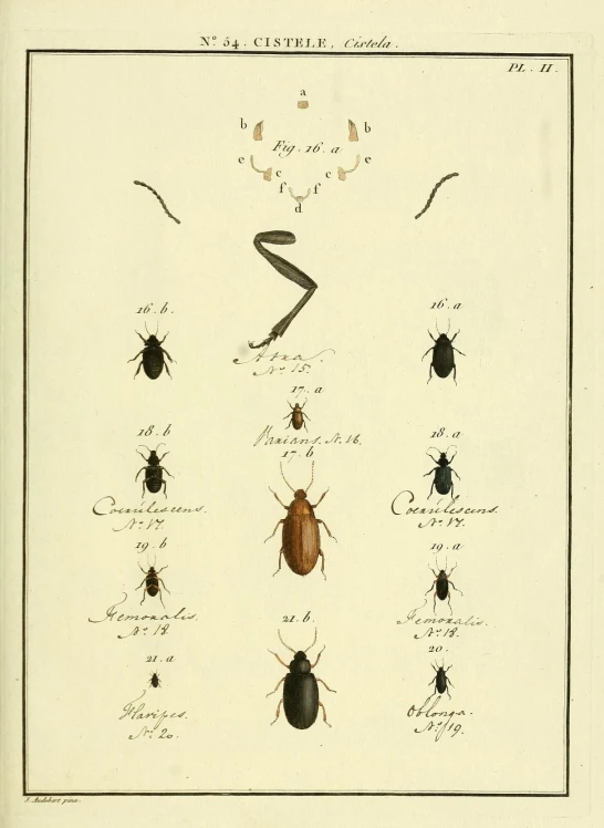 four different beetle species and a bug