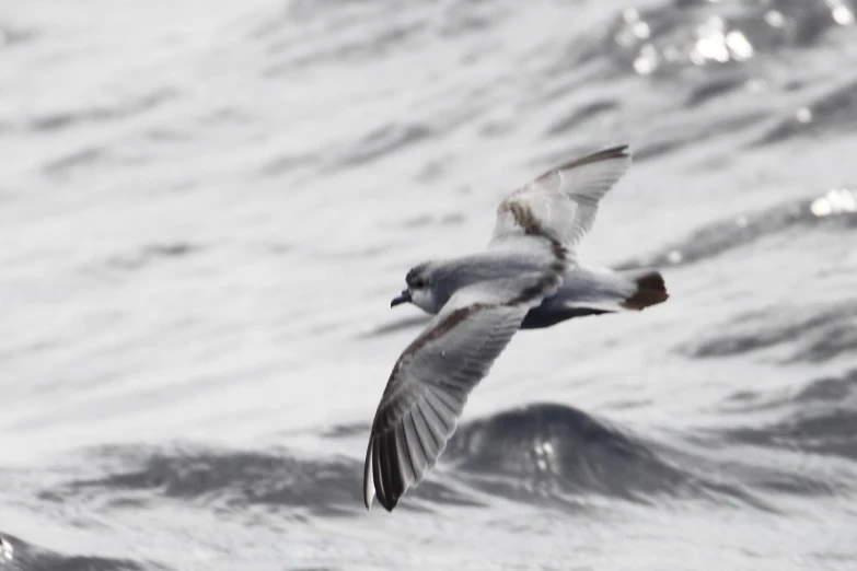 a seagull flies low above the ocean waves