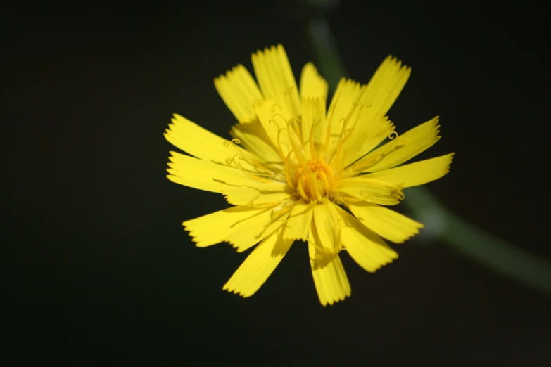 yellow flower with very little water droplets on the petals