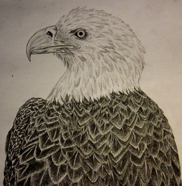 a drawing of an eagle is shown with graph