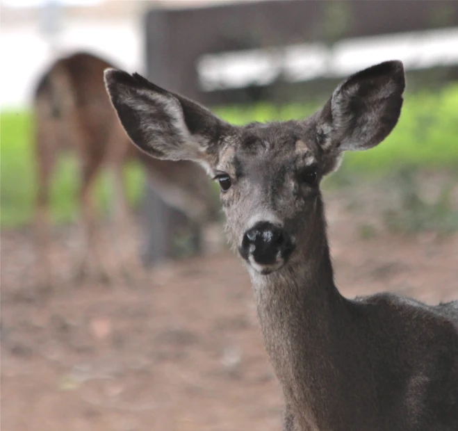 a young deer standing in the dirt with another deer behind it