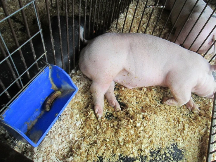 a pig in a cage next to some hay