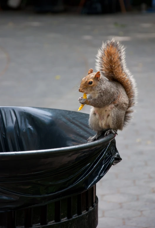 a squirrel is eating soing in a garbage can