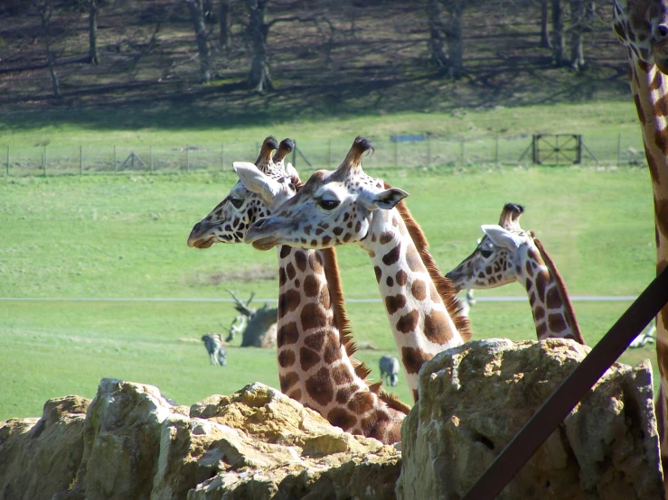a group of giraffes standing next to each other in the wild