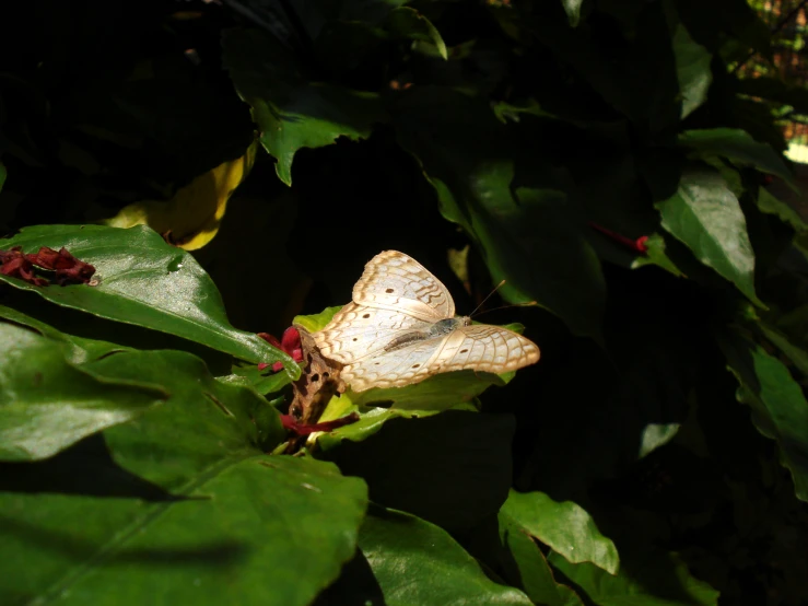 a white erfly with very dark markings sitting on a flower