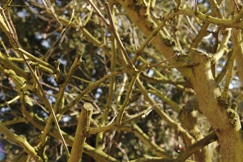 a view through nches of a tree from below