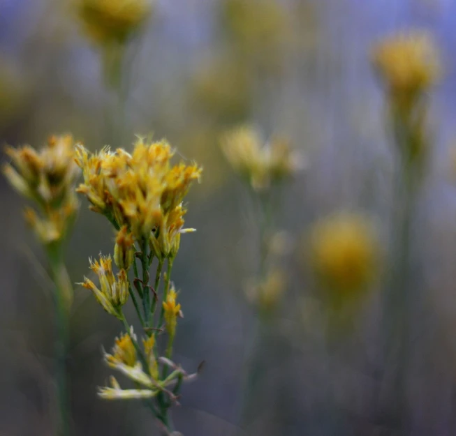 many plants that are sitting in a field