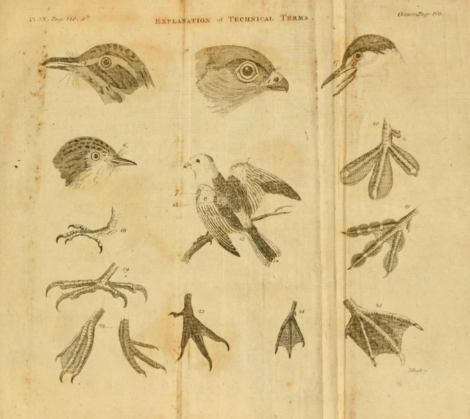 two books that are open with drawings of birds on them