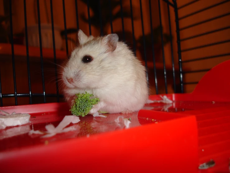 a hamster eating broccoli on top of a red tray