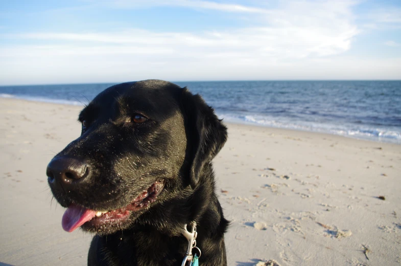 a black dog sitting on top of a beach next to the ocean