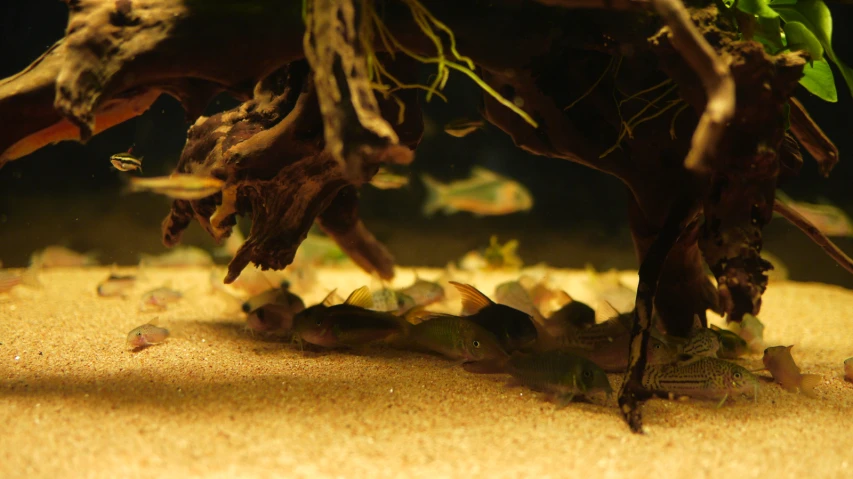 an aquarium filled with many small green plants