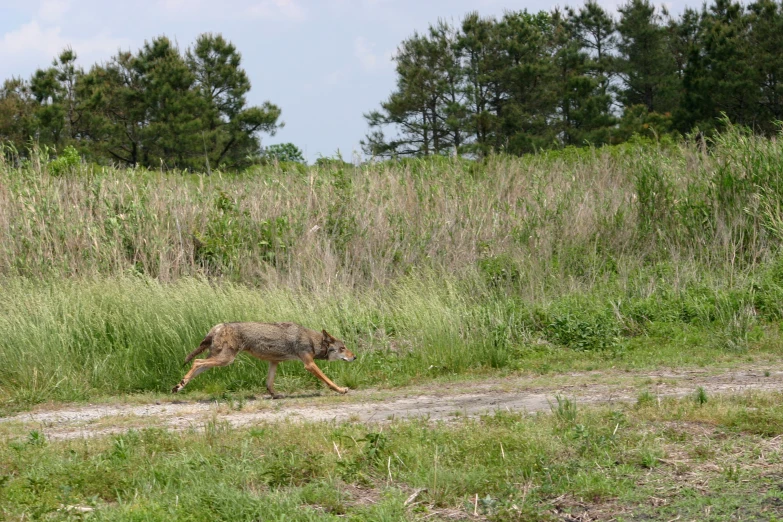 a large wolf is running in tall grass