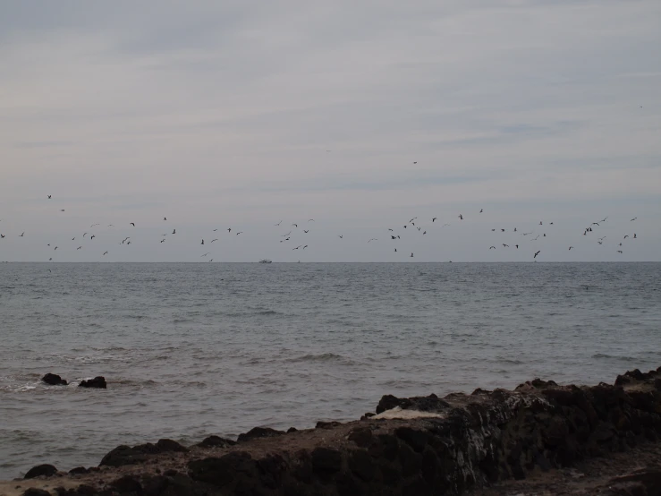 there are many birds flying over the water