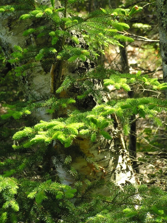 a bear is sitting near trees in the woods