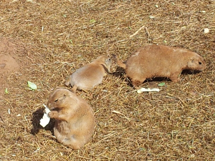 several rabbits are lying on the ground in some straw
