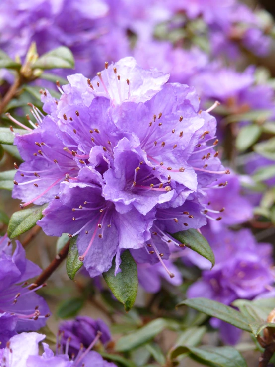 large purple flowers with a little bit of yellow on them