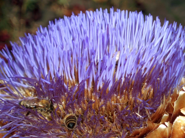 a small bug is sitting on a purple flower