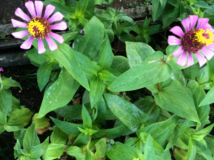 two flowers in bloom are pink with yellow centers