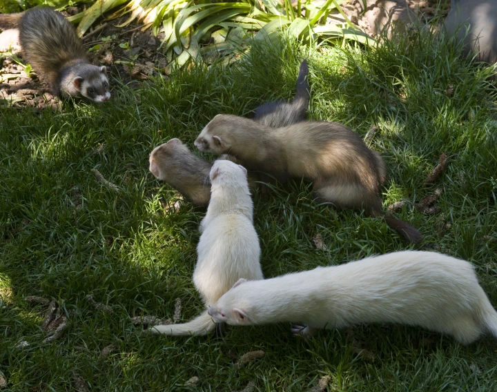 a group of little animals are laying in the grass