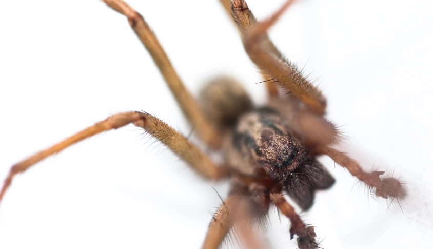 a close up of the head and body of a spider