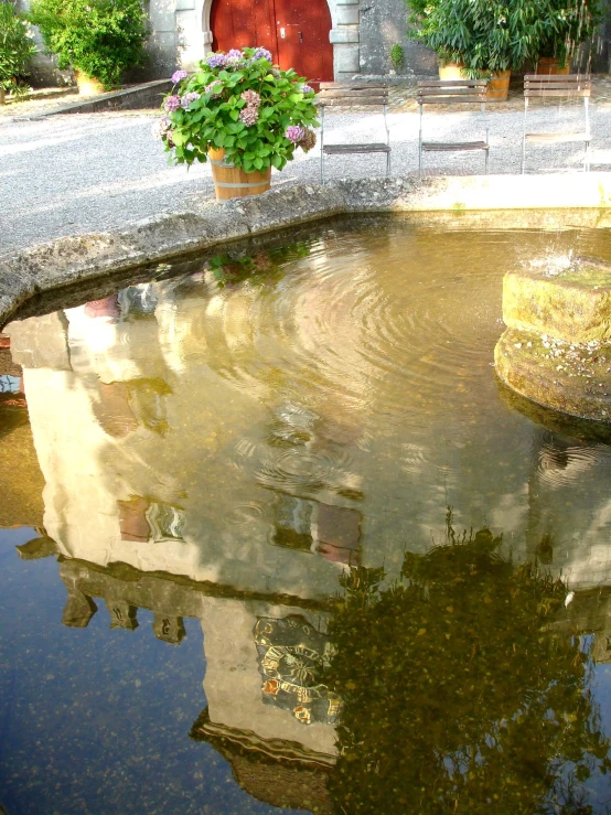 a potted plant near a small pond