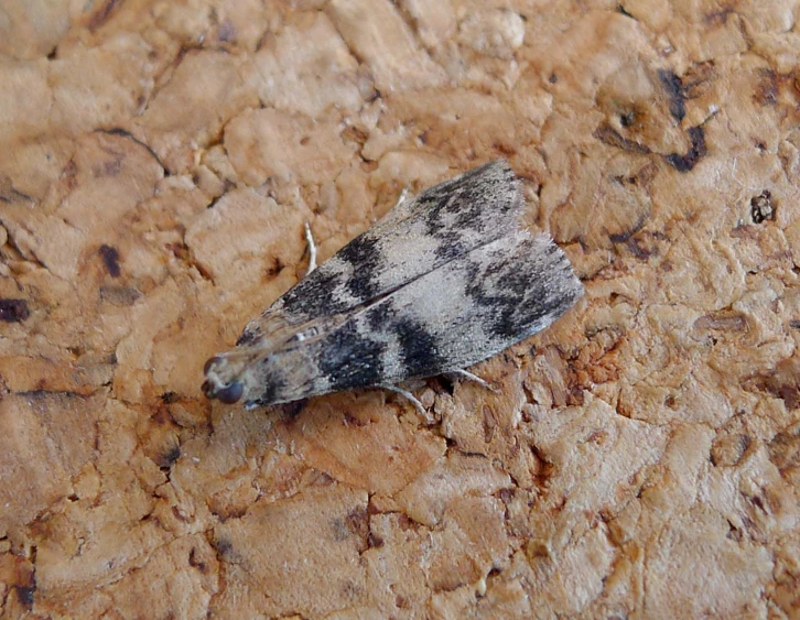 a close up of a small insect on a wall