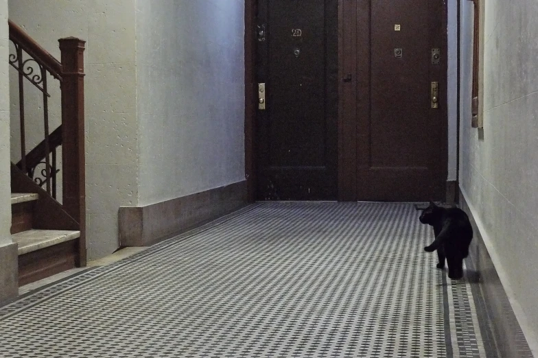 a cat standing in the hallway next to some stairs