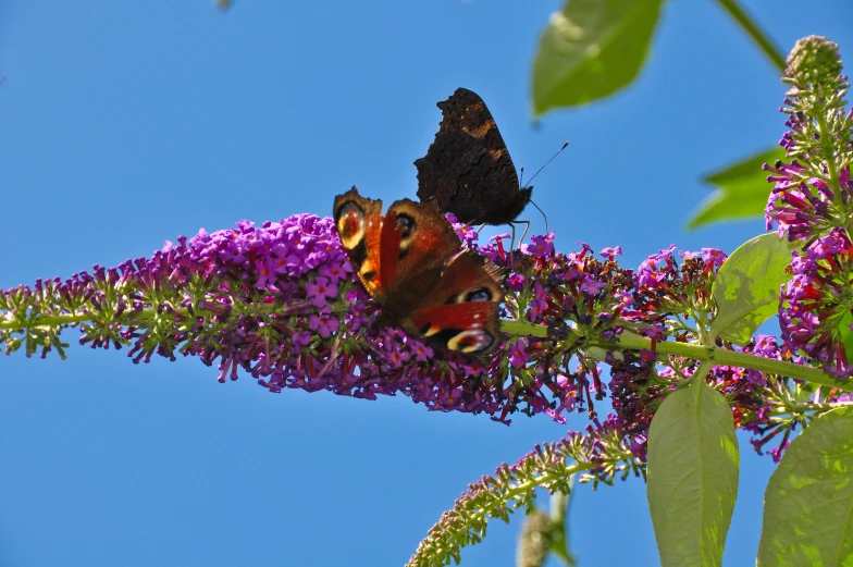 two large erflies sitting on the flowers with blue sky background