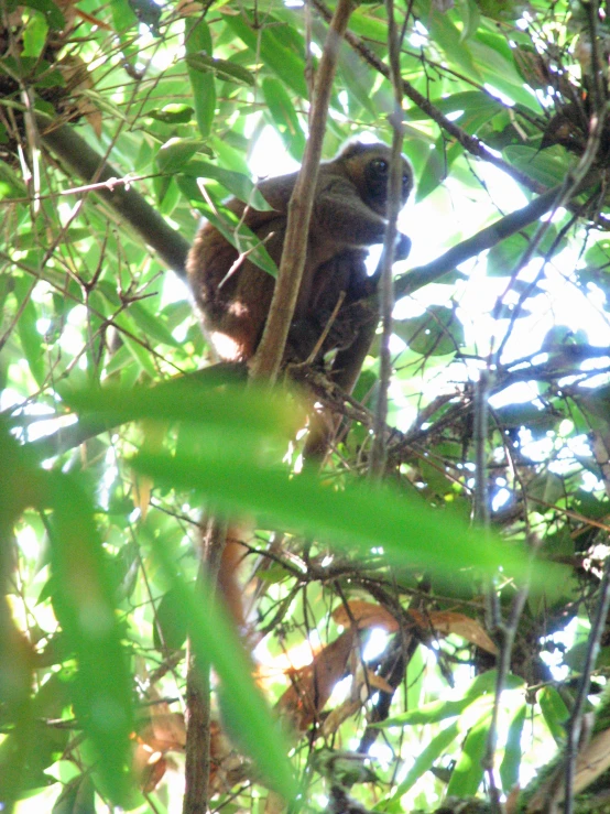 a monkey in a tree and leaves around him