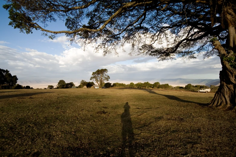 a tree casts a shadow on the ground