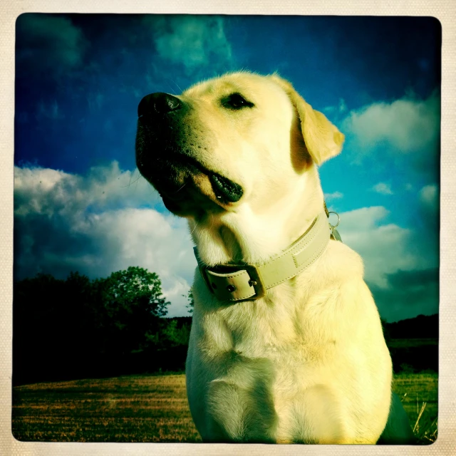 the white dog is standing in the field