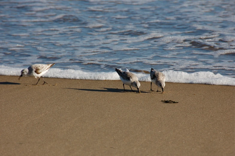 several seagulls are walking along the beach with their heads down