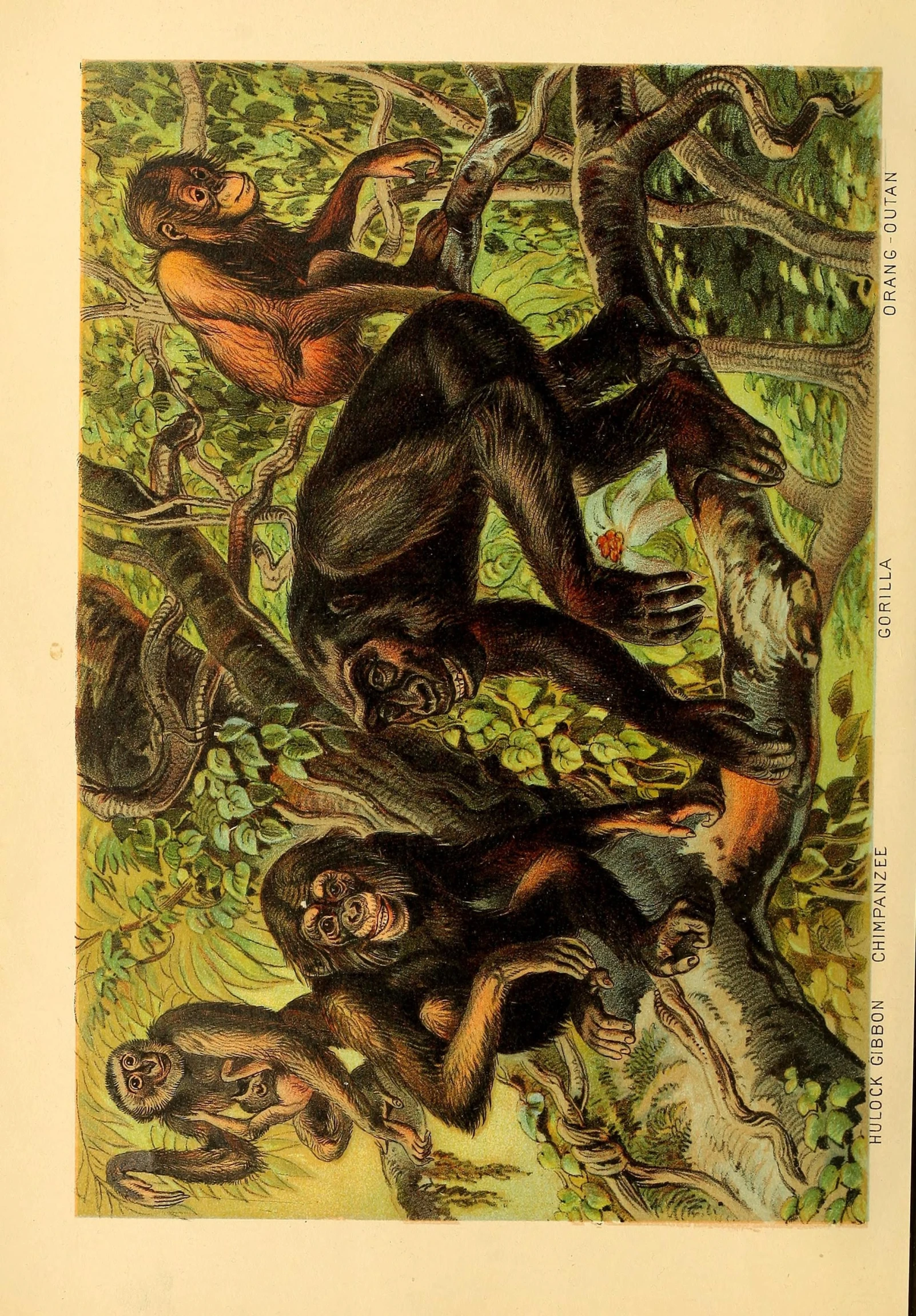 an illustration from a book showing monkeys hanging upside down