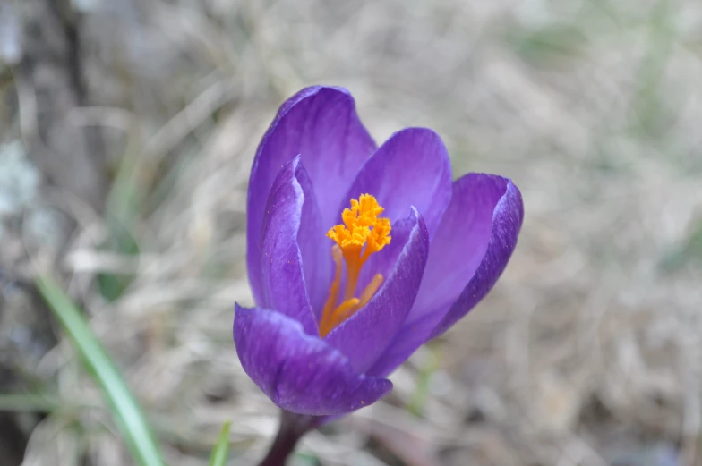 a close - up of a purple flower that is out in the field