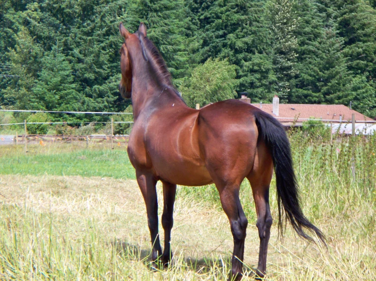 a brown horse that is standing in the grass