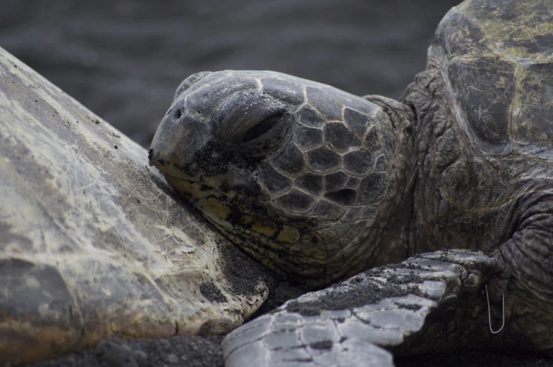 this is a close up of an ocean turtle