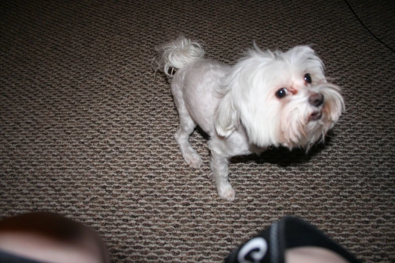 the small dog is standing on the carpet