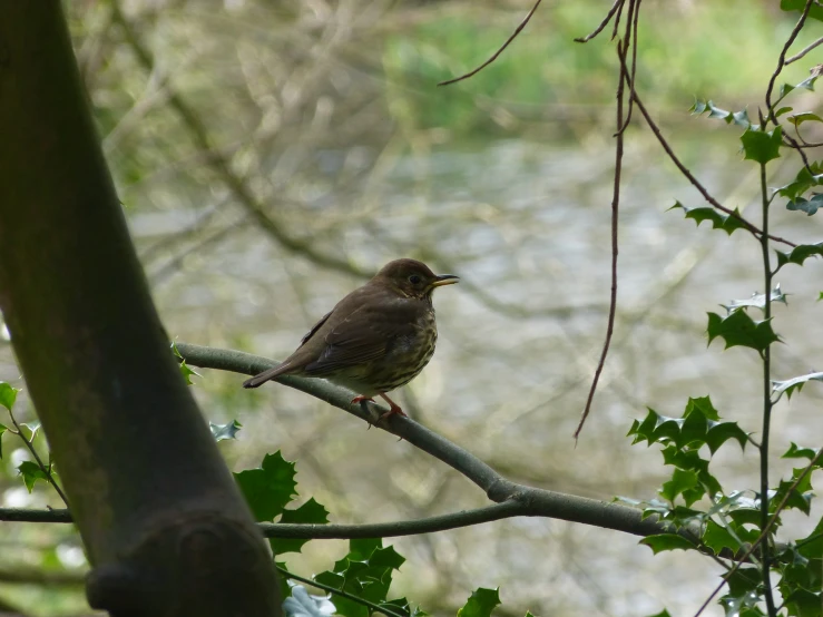 a small brown bird sitting on a tree limb