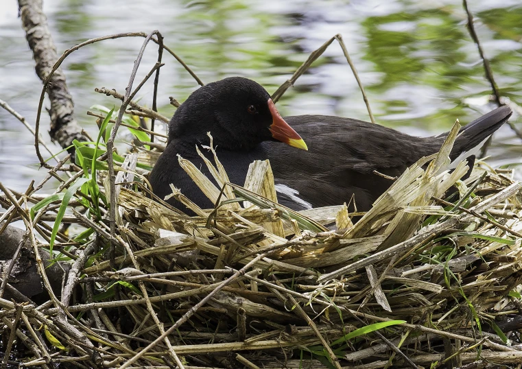 a close up of a bird laying in a nest